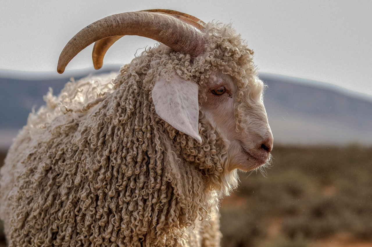 Close-up of an Angora goat with long, curly fleece and prominent curved horns, set against a blurred desert background.